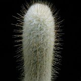 Espostoopsis dybowskyi ex Austrocephalocereus JLcoll.509   ÉPUISÉ - OUT of STOCK - AGOTADO